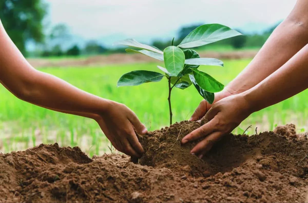 Tree Planting Projects